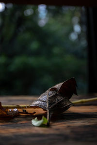 Close-up of dry leaf on wooden table