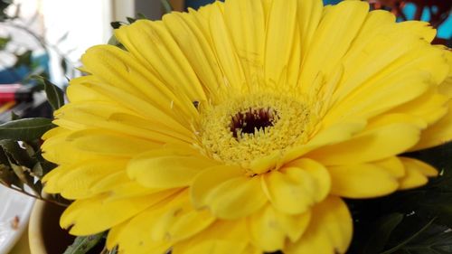 Close-up of yellow flower blooming outdoors