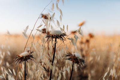 Close-up of dry flowers on field