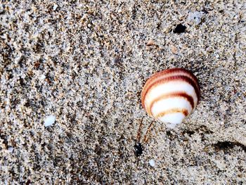 Close-up of seashells