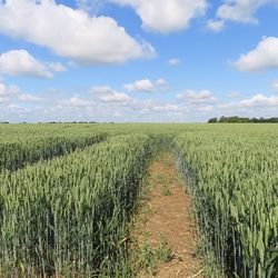 Scenic view of agricultural field against sky