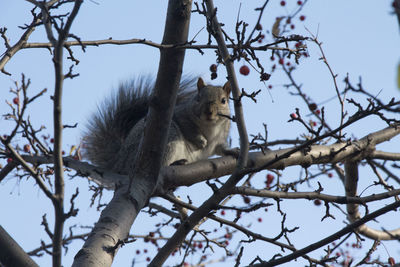 Low angle view of birds perching on branch