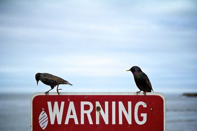 Bird perching on road sign by sea against sky