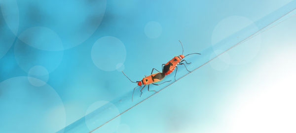 Close-up of insect on plant