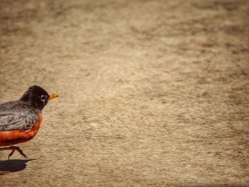 Close-up of bird perching on ground