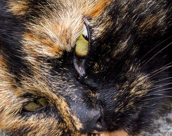 Close-up portrait of cat