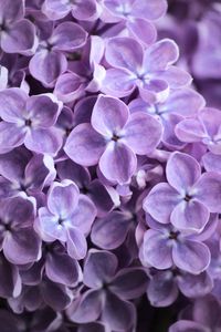 Close-up of purple hydrangea flowers