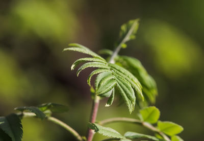 Close-up of green leaves