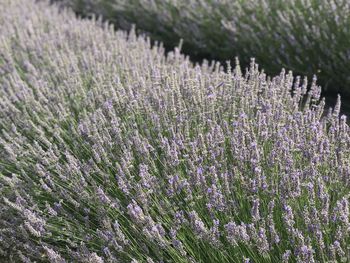 Close-up of purple flowering plants on field