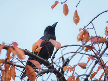 Low angle view of bird perching on tree against sky