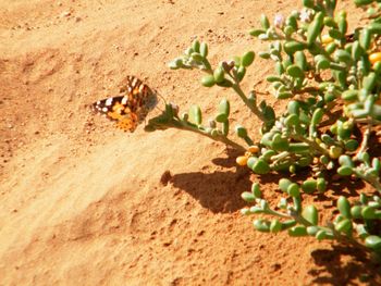 Close-up of bee on sand