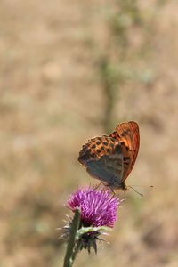 Close-up of butterfly pollinating on thistle flower