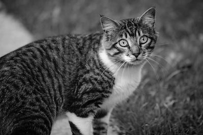 Close-up portrait of a cat on field