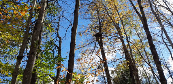 Low angle view of trees in forest against sky