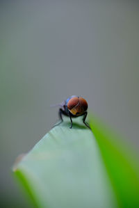 Macro photo of house fly.