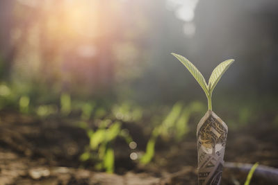 Close-up of plant growing on field
