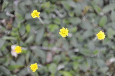 Close-up of yellow flowering plant