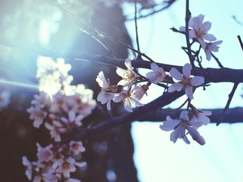 Low angle view of cherry blossoms against sky