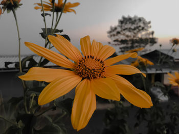Close-up of yellow flower against sky