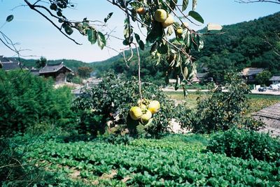 View of flowers against clear sky