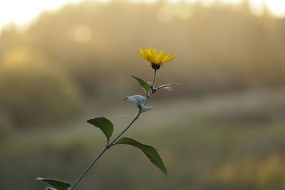 Close-up of flowering plant