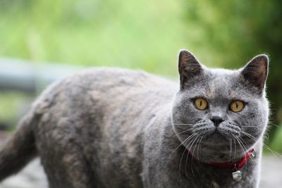 Close-up portrait of cat standing