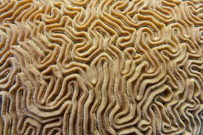 Sea life in 40ft depth near cancun, mexico