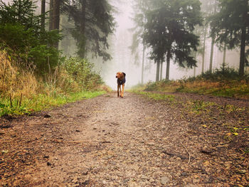 Vizsla dog running on a forest path out of the  fog