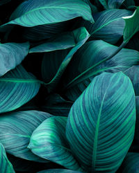 Full frame of green leaves texture background. tropical leaf