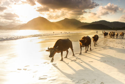 Cows on beach against sky during sunset
