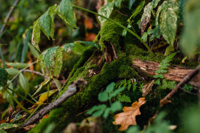 Close-up of moss growing on tree