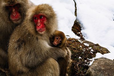 Japanese macaque family by snow on field during winter