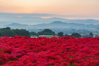 Red flowering plants on field against sky during sunset