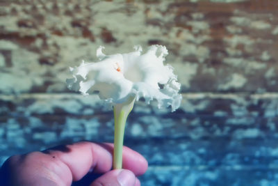 Close-up of hand holding white flower