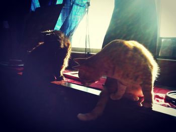 Full length of a cat with dog