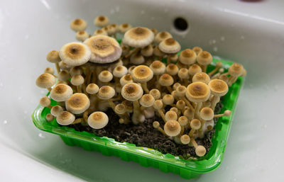 High angle view of mushrooms in container on table