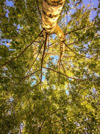 Low angle view of tree