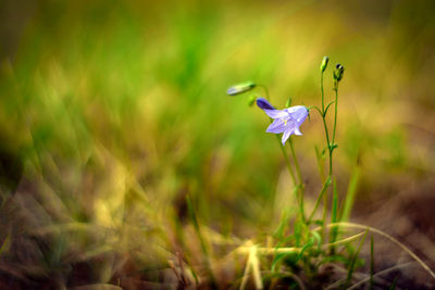 Close-up of purple flowering plant on field