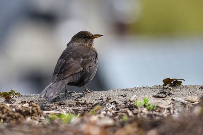 Close-up of bird perching on a land