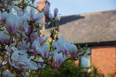 Low angle view of flower tree
