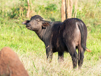 Horse grazing on field