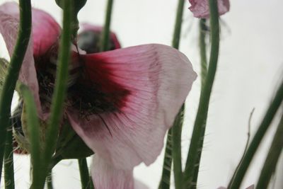 Close-up of red flowering plant