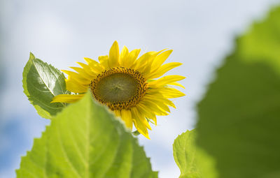 Close-up of sunflower