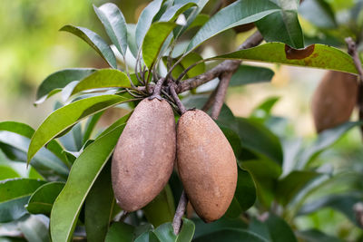 Close-up of fruits growing on plant