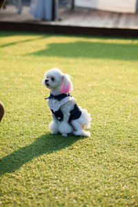 Dog sitting on field
