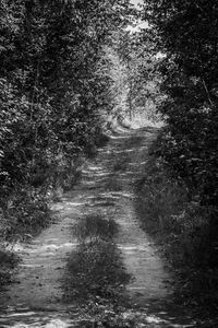Empty road in forest