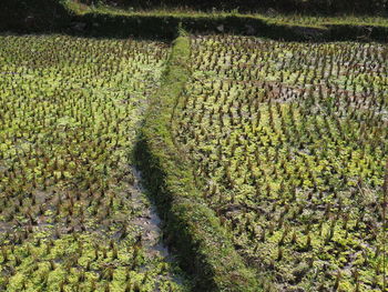 High angle view of corn field