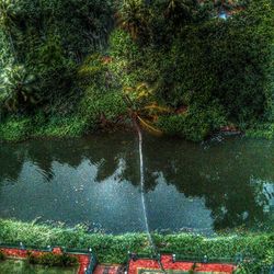 Reflection of trees in pond