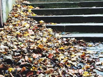 Fallen leaves on tiled floor