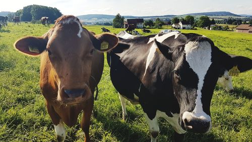 Cows standing in field